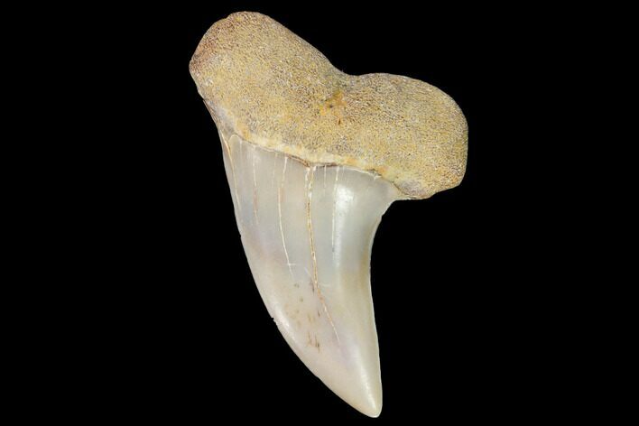 Fossil Shark (Carcharodon planus) Tooth - Sharktooth Hill, CA #94660